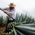 Tequila mexicano acumula exportaciones por 11,697 mdd en 2023-2025 