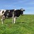 Argentina podría llegar a exportar 800 mil toneladas de carne de vacuno en 2027: USDA