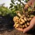 Crece en México 23.3% la producción nacional de cacahuate