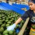 México fortalece la cadena de exportación de aguacate a Estados Unidos
