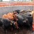 México reanuda exportación de ganado en pie a Estados Unidos desde Puerto Palomas, Chihuahua
