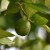 México y Estados Unidos refuerzan medidas fitosanitarias para preservar citricultura en franja fronteriza