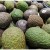 Avanza en México implementación del programa piloto del Certificado Laboral para la Agroexportación de aguacate