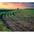 Constellation Brands anuncia inversión de 100 mdd para apoyar a agricultores estadounidenses