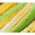 México romperá récord de importaciones de maíz en 2026 y 2027: USDA