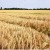 Nestlé respalda nueva iniciativa del sector para ampliar la agricultura regenerativa